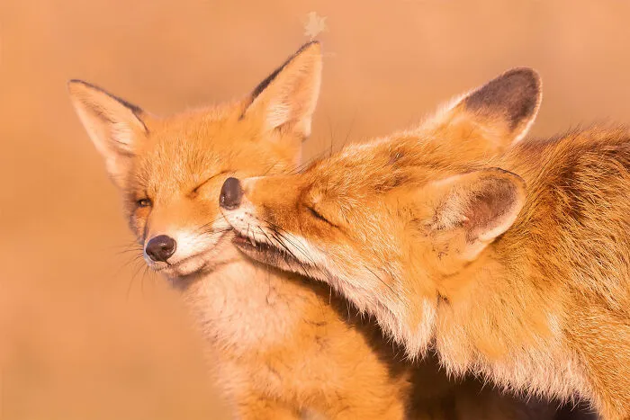 To Celebrate Mother’s Day, I Captured 21 Photographs Of Foxes With Their Little Cubs (New Pics)
