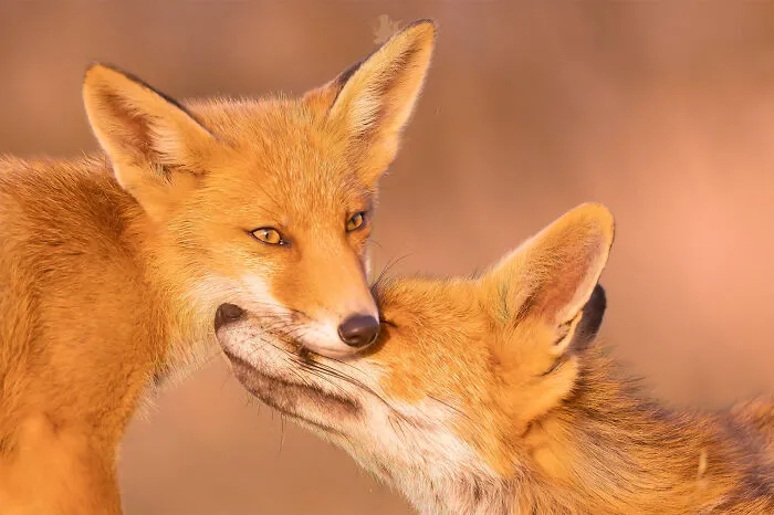 To Celebrate Mother’s Day, I Captured 21 Photographs Of Foxes With Their Little Cubs (New Pics)