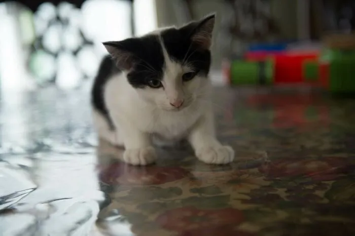 My Cat When He Was Just A Little Thing. We Lost His Brother Earlier This Year