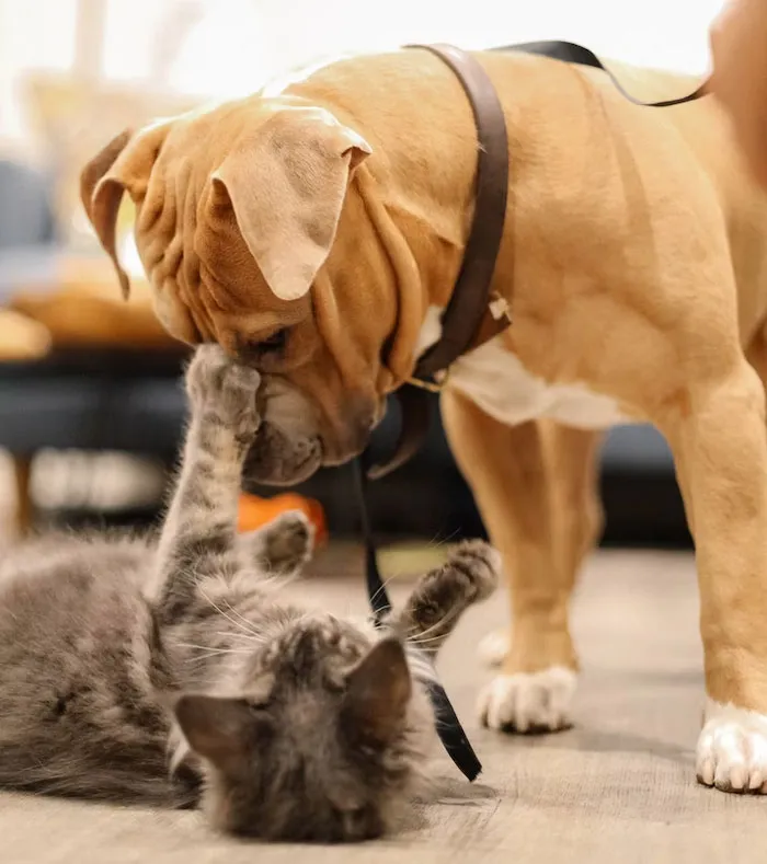 40 Owners Of Multiple Pets Share The Dramas They Get To Witness