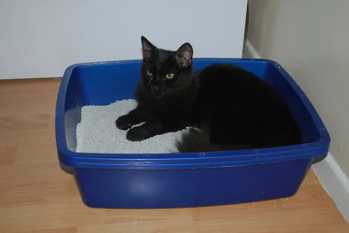 20 reglas absurdas, ingeniosas y sencillamente divertidas que establecen los gatos de la gente