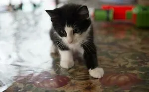 Hey Pandas, Show Us Your Animals When They Were Babies (Closed)