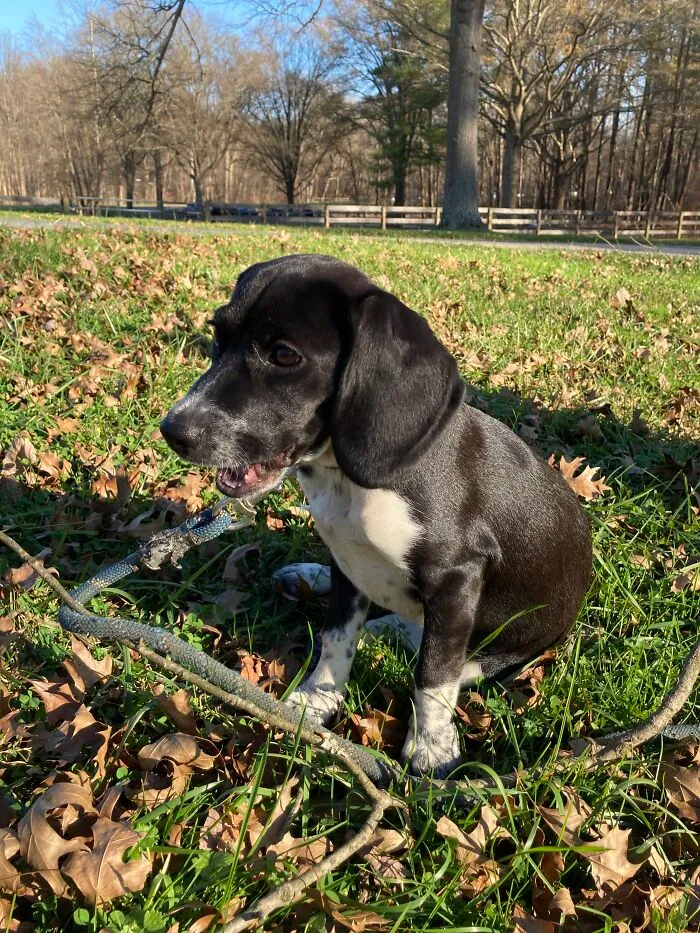 Baby Glory Loves Eating Grass