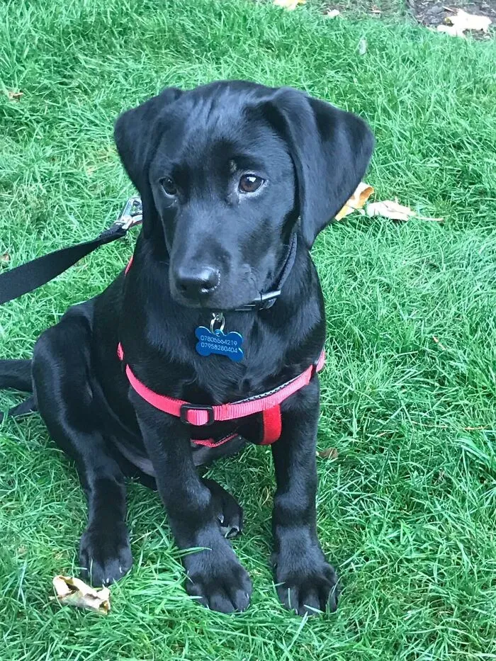 Our Precious Pup Turns 6 Next Month!