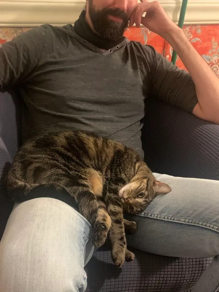 Emeline Can Be Prickly And Finally Settled In A Lap Other Than Mine