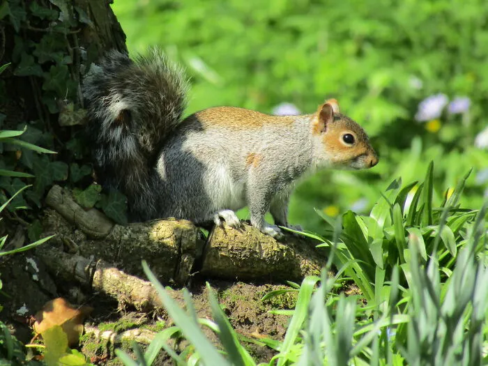 Squirrel