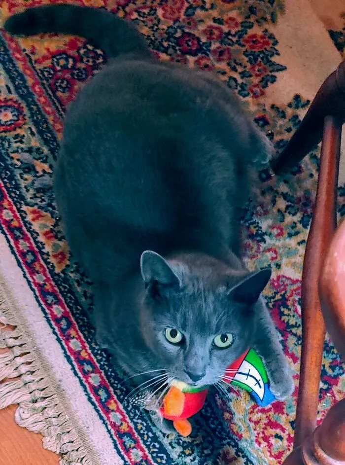This Is My Girl Baba Yaga. She's Just Too Adorable And Hard To Say No To!