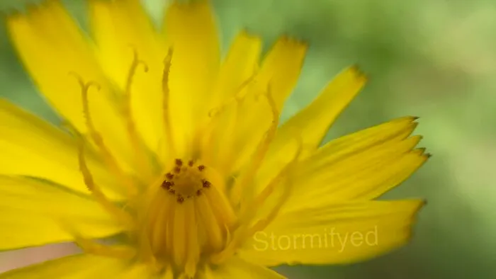 Don’t Know What It Is Except A Great Flower For Macro Photography