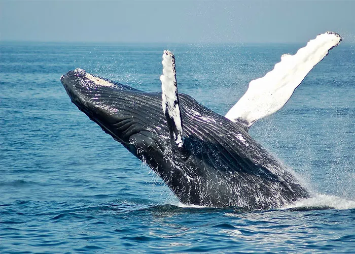 35 Annoying Myths And Conspiracies That People Really Need To Stop Believing