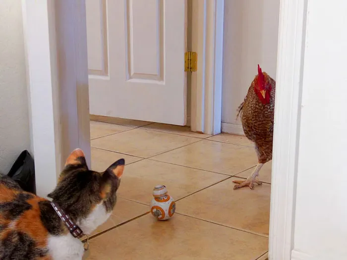 40 Owners Of Multiple Pets Share The Dramas They Get To Witness