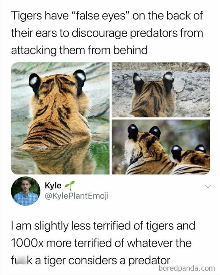 50 Hilarious Memes That Combine The Internet's Two Most Favorite Things - Animals And Humor