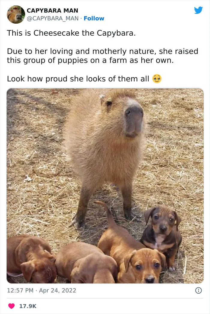 50 Hilarious Memes That Combine The Internet's Two Most Favorite Things - Animals And Humor