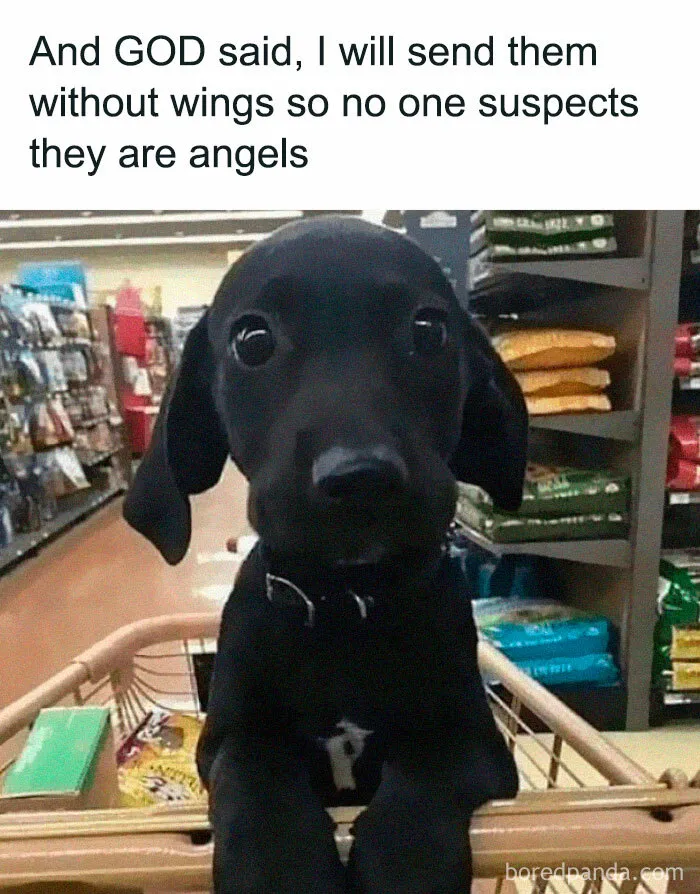 50 Hilarious Memes That Combine The Internet's Two Most Favorite Things - Animals And Humor