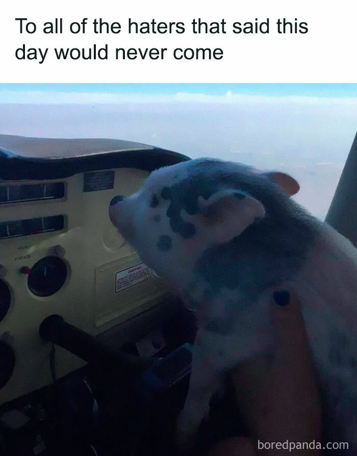 50 Hilarious Memes That Combine The Internet's Two Most Favorite Things - Animals And Humor