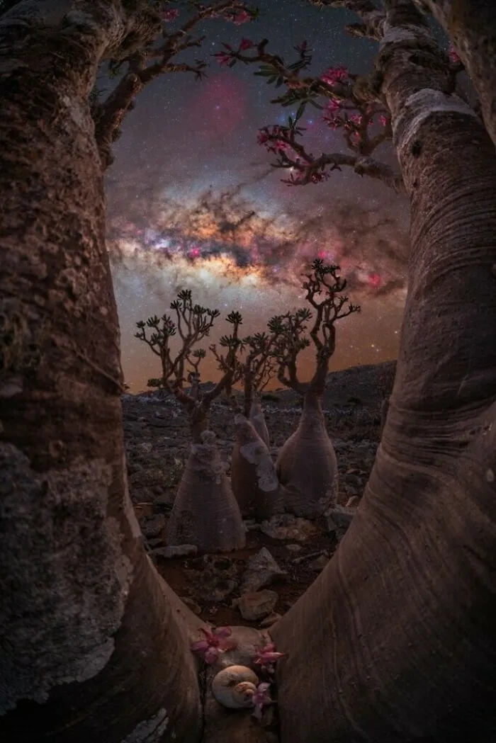 “The Bottle Tree Portal” – Benjamin Barakat