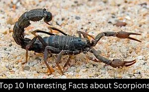 Interesting Facts About Scorpions