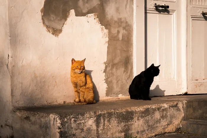 Someone Online Wondered “What Rules Has Your Cat Set In Your Household?” And 46 Folks Delivered