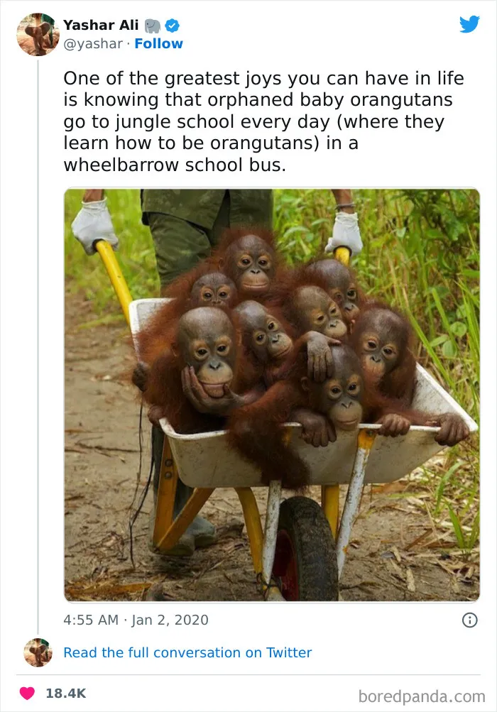 Orangutan Jungle School