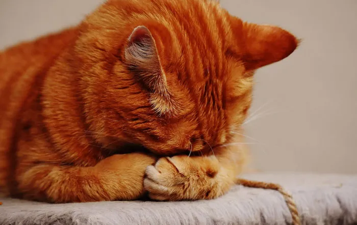 40 Owners Of Multiple Pets Share The Dramas They Get To Witness