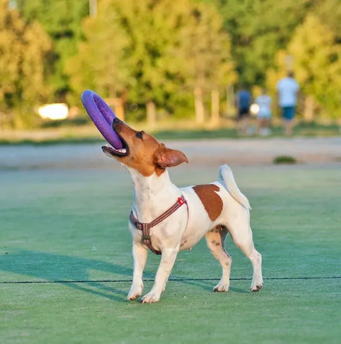 Los dueños de estas mascotas contaron las 15 situaciones más dramáticas que observaron entre ellas