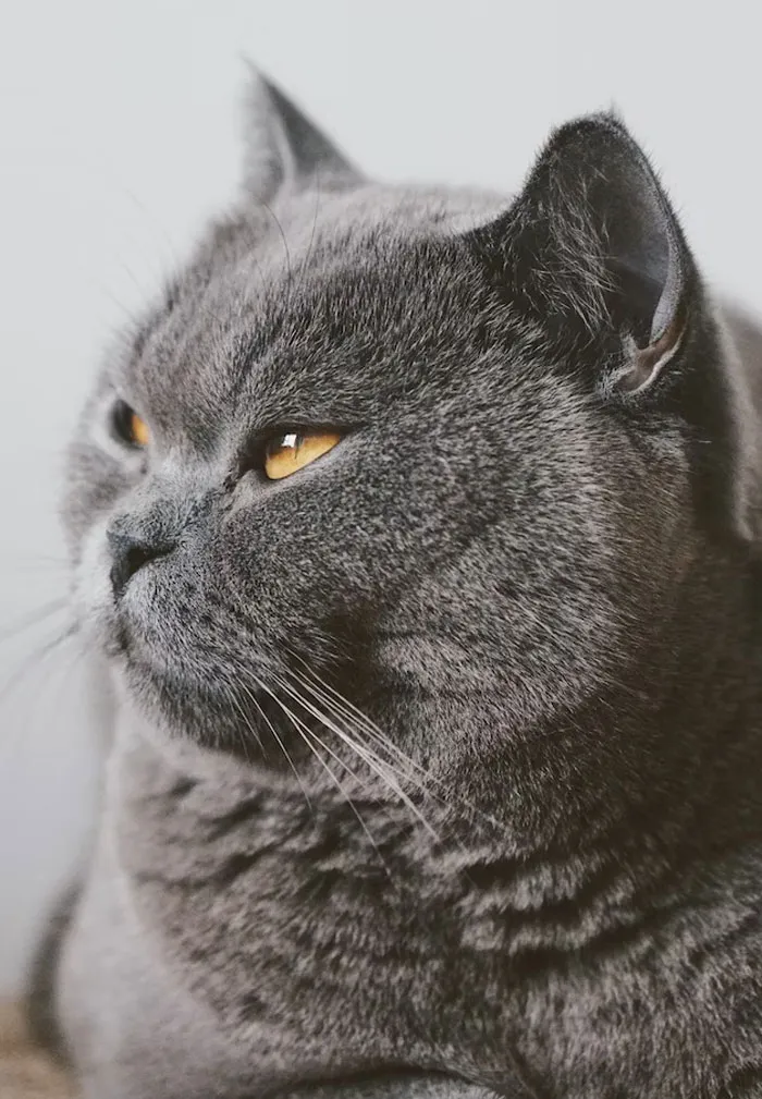 Los dueños de estas mascotas contaron las 15 situaciones más dramáticas que observaron entre ellas