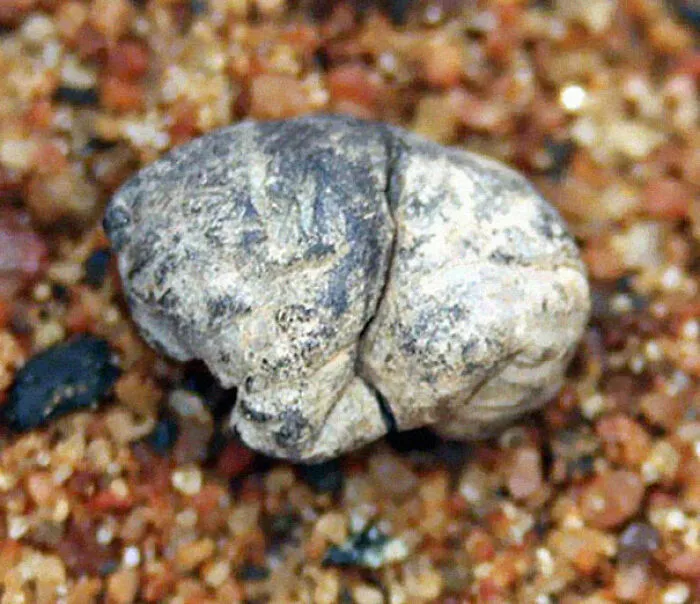 El chicle más antiguo (5.000 años)