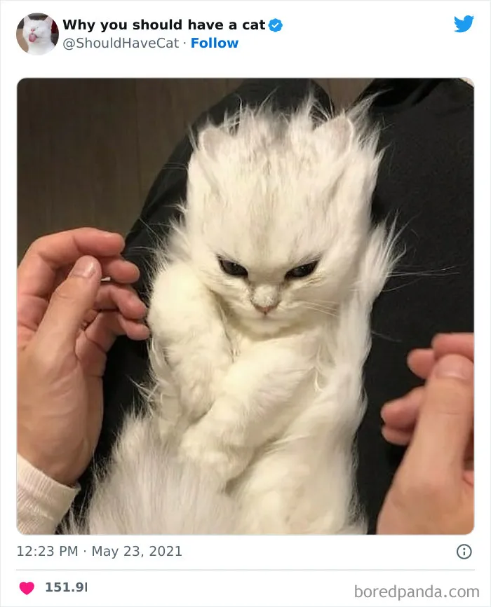 Esta cuenta de Twitter publicó 50 imágenes graciosas y adorables que nos muestran por qué deberíamos adoptar un gato