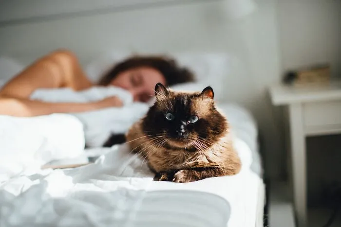 20 reglas absurdas, ingeniosas y sencillamente divertidas que establecen los gatos de la gente