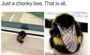 50 Hilarious Memes That Combine The Internet's Two Most Favorite Things - Animals And Humor