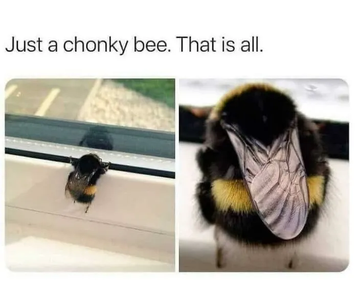 Funny-Animal-Memes-Jokes