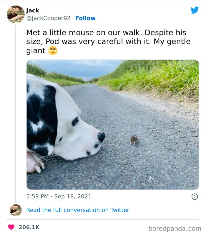 A Real Gentle Giant