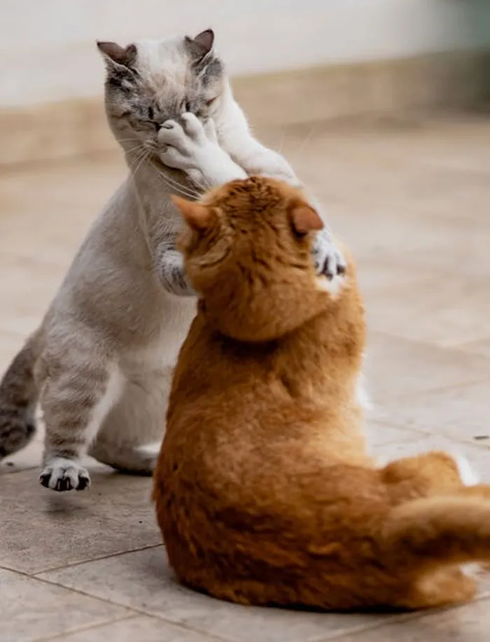 40 Owners Of Multiple Pets Share The Dramas They Get To Witness