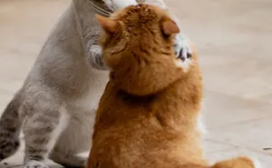40 Owners Of Multiple Pets Share The Dramas They Get To Witness