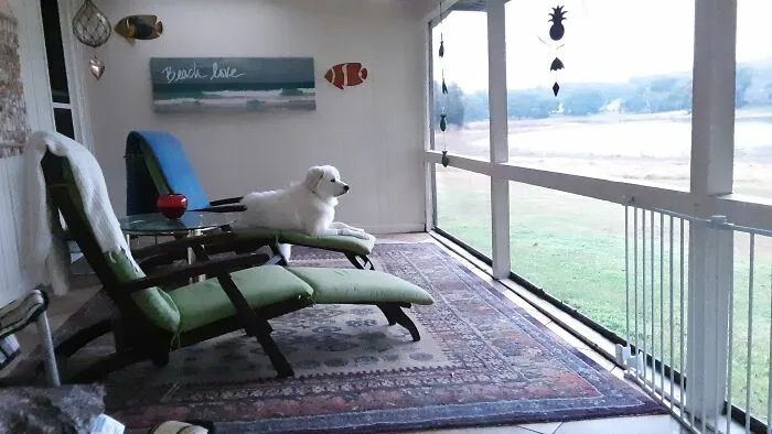 Checking Out The Huge Lake-Birds On A Breezy Day