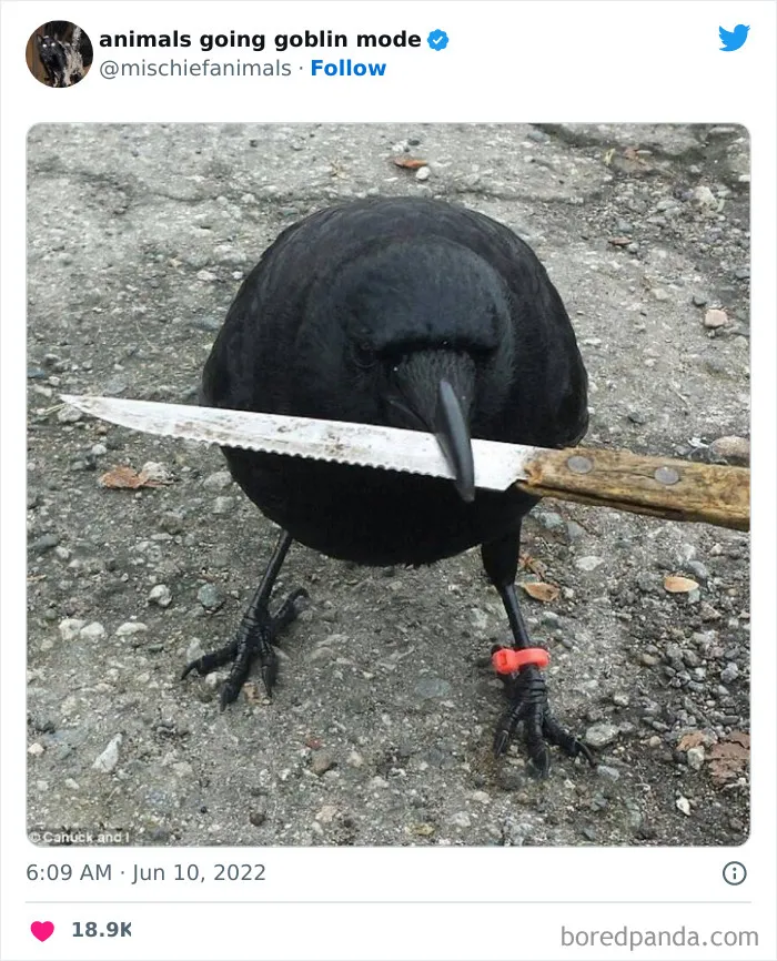 50 Times Animals Acted So Hilariously Devious, They Ended Up Being Shared On The "Animals Going Goblin Mode" Twitter Account (New Pics)