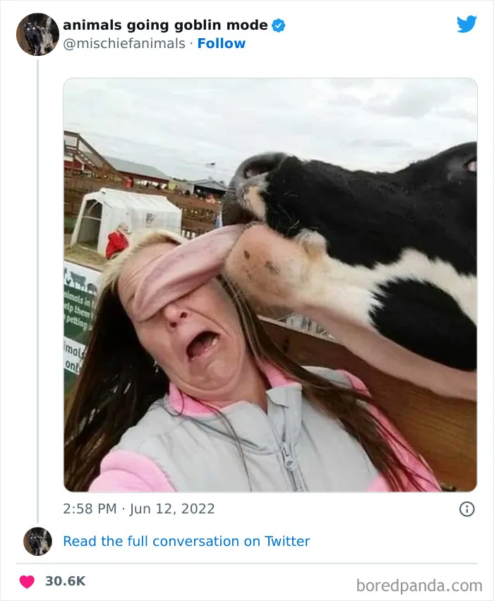 50 Times Animals Acted So Hilariously Devious, They Ended Up Being Shared On The "Animals Going Goblin Mode" Twitter Account (New Pics)