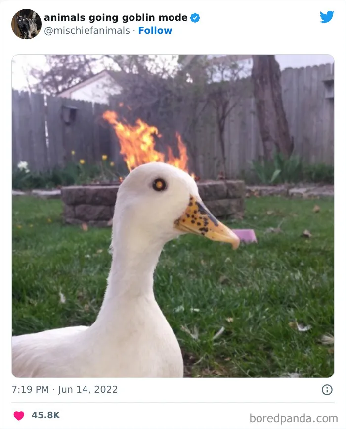 50 Times Animals Acted So Hilariously Devious, They Ended Up Being Shared On The "Animals Going Goblin Mode" Twitter Account (New Pics)