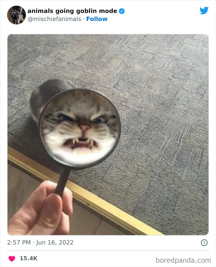 50 Times Animals Acted So Hilariously Devious, They Ended Up Being Shared On The "Animals Going Goblin Mode" Twitter Account (New Pics)