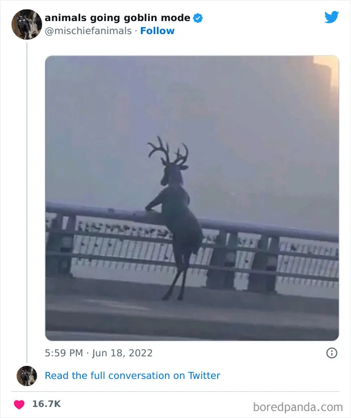 50 Times Animals Acted So Hilariously Devious, They Ended Up Being Shared On The "Animals Going Goblin Mode" Twitter Account (New Pics)