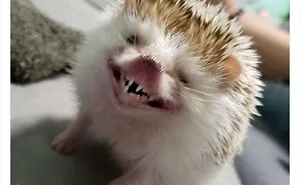 50 Times Animals Acted So Hilariously Devious, They Ended Up Being Shared On The "Animals Going Goblin Mode" Twitter Account (New Pics)