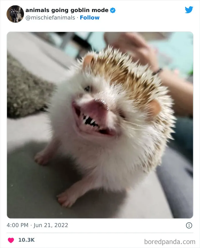 50 Times Animals Acted So Hilariously Devious, They Ended Up Being Shared On The "Animals Going Goblin Mode" Twitter Account (New Pics)