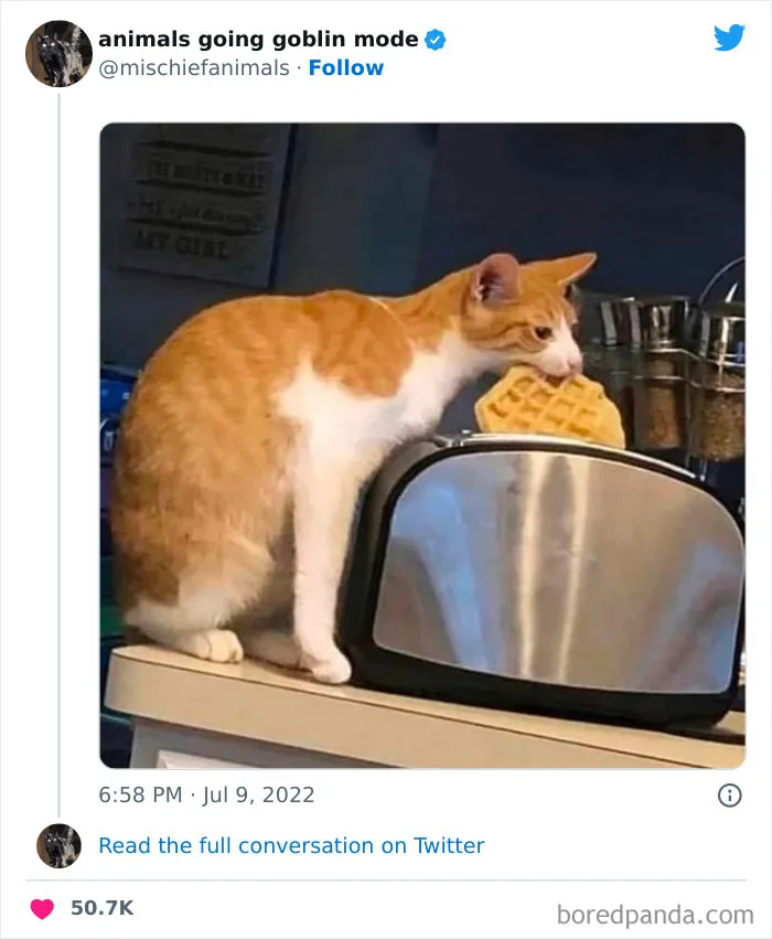50 Times Animals Acted So Hilariously Devious, They Ended Up Being Shared On The "Animals Going Goblin Mode" Twitter Account (New Pics)