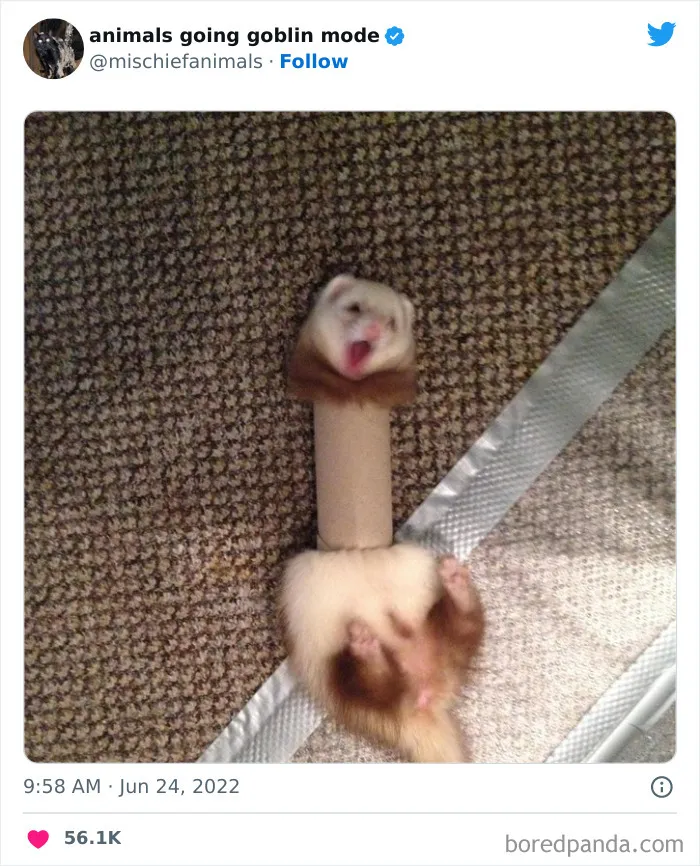 50 Times Animals Acted So Hilariously Devious, They Ended Up Being Shared On The "Animals Going Goblin Mode" Twitter Account (New Pics)