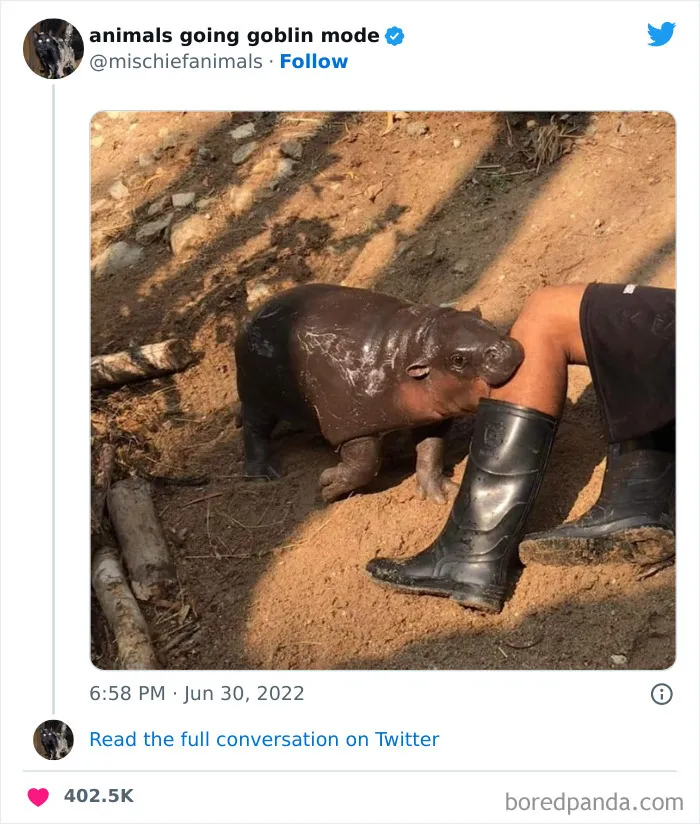 50 Times Animals Acted So Hilariously Devious, They Ended Up Being Shared On The "Animals Going Goblin Mode" Twitter Account (New Pics)
