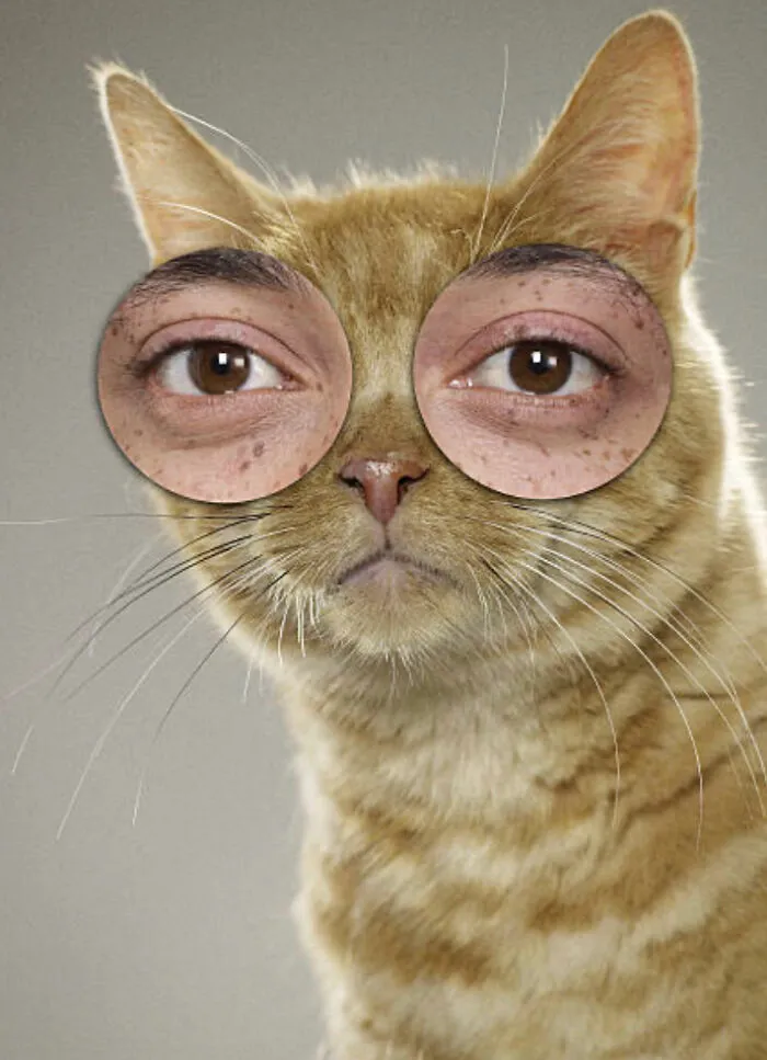 Gato Es Muy Bonito (Cat Is Very Pretty)