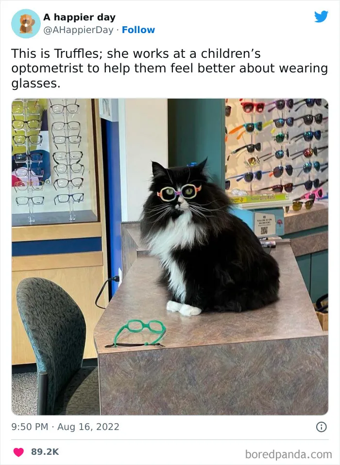 Feline Fashion Consultant