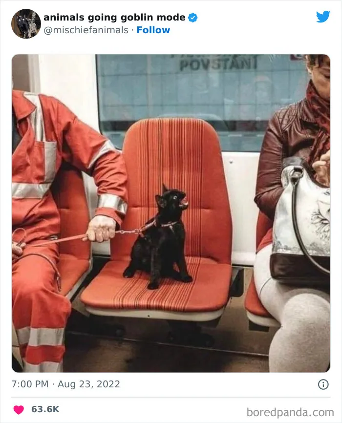 50 Times Animals Acted So Hilariously Devious, They Ended Up Being Shared On The "Animals Going Goblin Mode" Twitter Account (New Pics)
