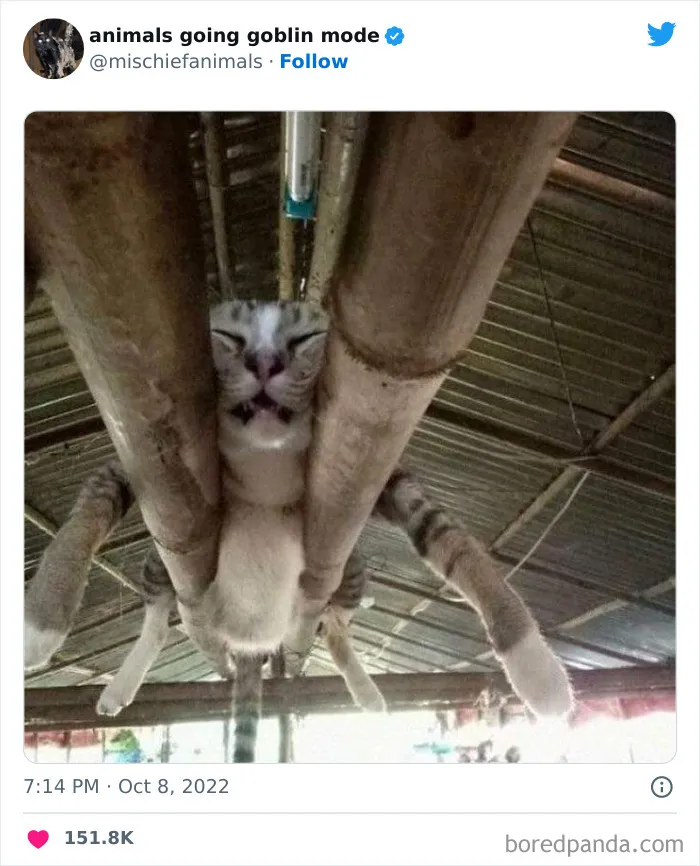 50 Times Animals Acted So Hilariously Devious, They Ended Up Being Shared On The "Animals Going Goblin Mode" Twitter Account (New Pics)