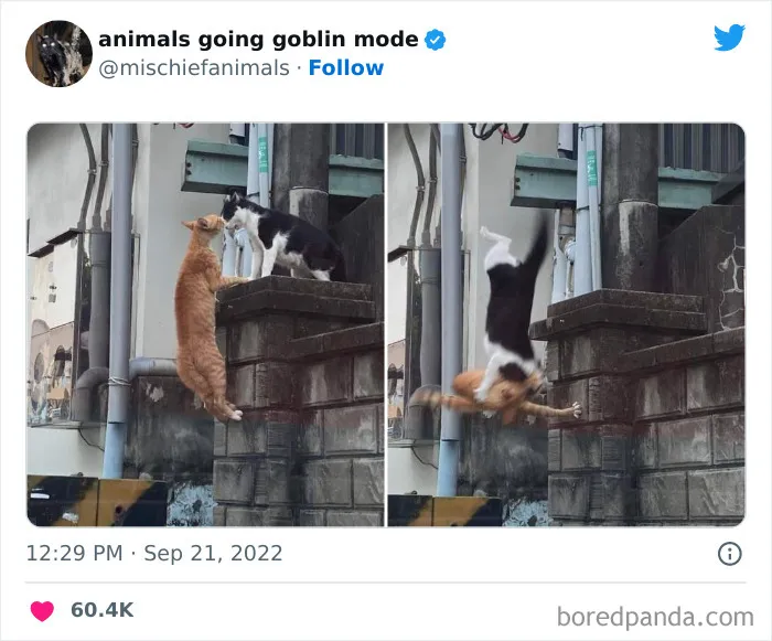 50 Times Animals Acted So Hilariously Devious, They Ended Up Being Shared On The "Animals Going Goblin Mode" Twitter Account (New Pics)