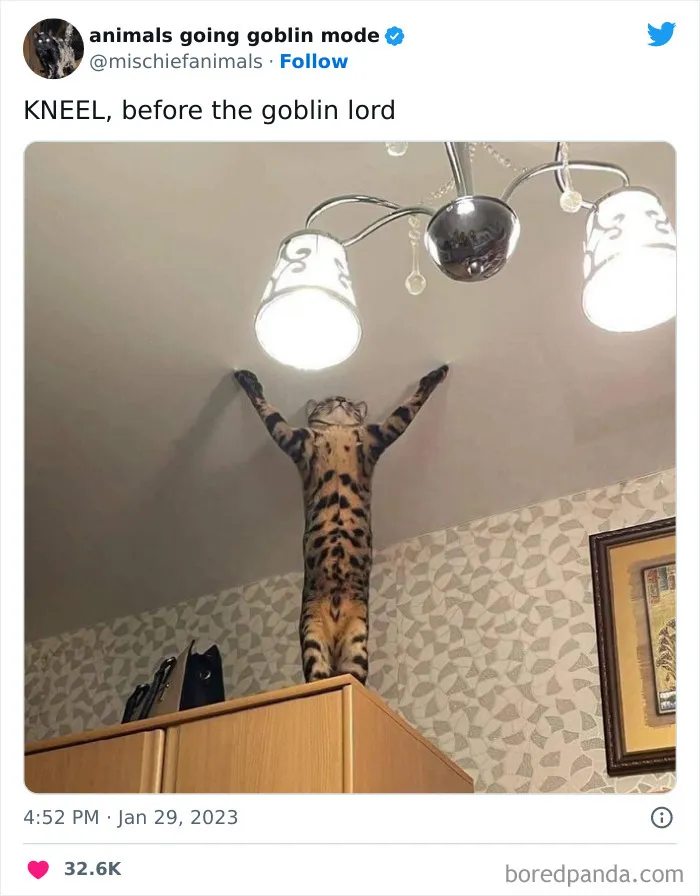 50 Times Animals Acted So Hilariously Devious, They Ended Up Being Shared On The "Animals Going Goblin Mode" Twitter Account (New Pics)
